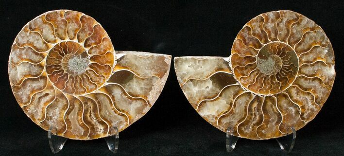 Polished Ammonite Pair - Million Years #15896